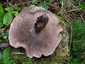 Cserepes gereben (Sarcodon imbricatus), Ausztria, Karintia